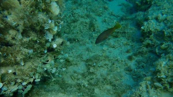 Tétras Tache Mérou Doré Epinephelus Costae Sous Marin Mer Égée — Photo