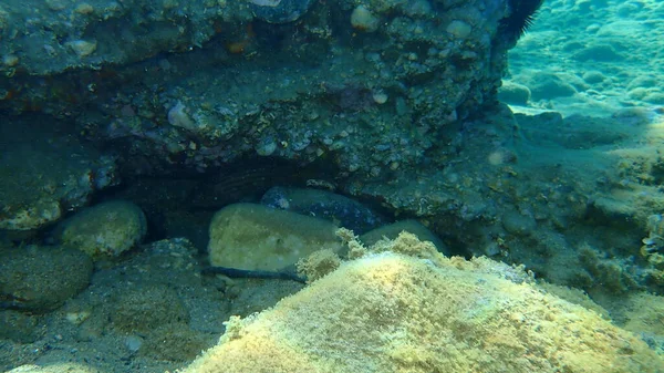 Agrupador Goldblotch Agrupador Dourado Epinephelus Costae Submarino Mar Egeu Grécia — Fotografia de Stock