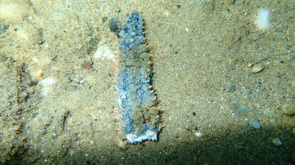 Arm Dead Spiny Starfish Marthasterias Glacialis Undersea Aegean Sea Greece — Stock Photo, Image