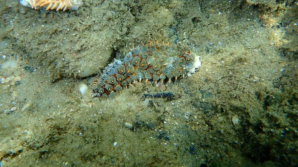 Arm Dead Spiny Starfish Marthasterias Glacialis Undersea Aegean Sea Greece — Stock Photo, Image