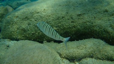 Kum steenbras veya çizgili deniz kabuğu (Lithognathus mormyrus) deniz altı, Ege Denizi, Yunanistan, Halkidiki