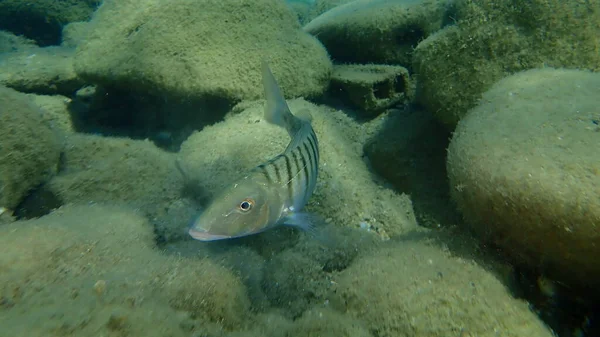 Sabbia Steenbra Reame Marino Striato Lithognathus Mormyrus Sottomarino Mar Egeo — Foto Stock