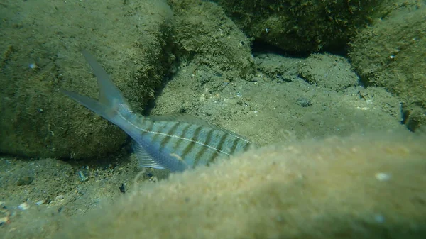Kum steenbras veya çizgili deniz kabuğu (Lithognathus mormyrus) deniz altı, Ege Denizi, Yunanistan, Halkidiki