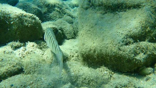 沙纹海胸罩或带条纹海胸罩 Lithognathus Mormyrus 爱琴海 Halkidiki — 图库照片