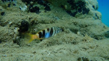 Boyanmış komando (Serranus scriba) denizaltı, Ege Denizi, Yunanistan, Halkidiki