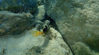 Boyanmış komando (Serranus scriba) denizaltı, Ege Denizi, Yunanistan, Halkidiki