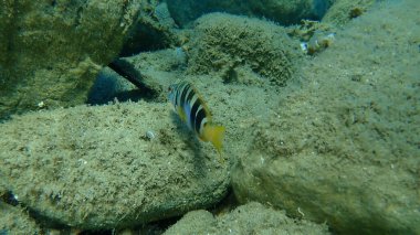 Boyanmış komando (Serranus scriba) denizaltı, Ege Denizi, Yunanistan, Halkidiki