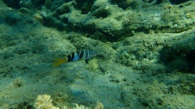 Boyanmış komando (Serranus scriba) denizaltı, Ege Denizi, Yunanistan, Halkidiki