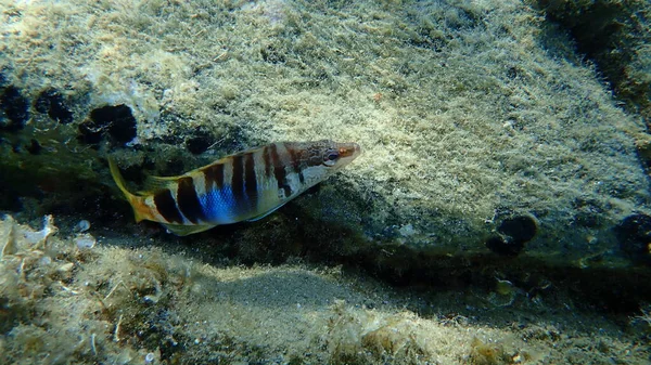 Boyanmış Komando Serranus Scriba Denizaltı Ege Denizi Yunanistan Halkidiki — Stok fotoğraf