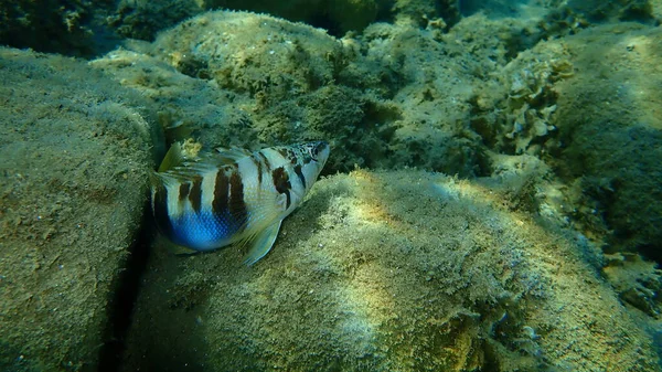 Geverfde Kam Serranus Scriba Onderzees Egeïsche Zee Griekenland Halkidiki — Stockfoto