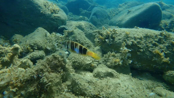 Geverfde Kam Serranus Scriba Onderzees Egeïsche Zee Griekenland Halkidiki — Stockfoto