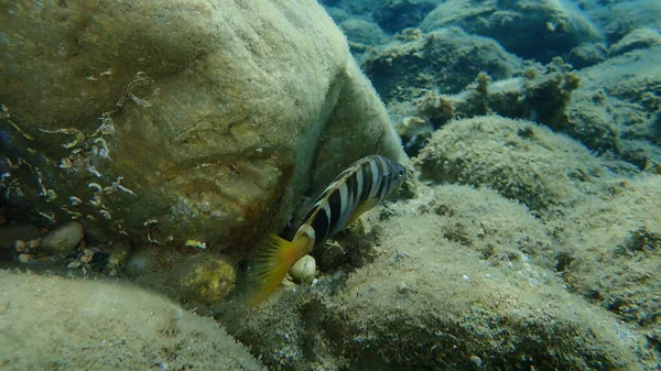 Pintado Comber Serranus Scriba Submarino Mar Egeu Grécia Halkidiki — Fotografia de Stock