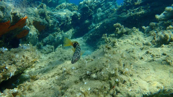 Malovaný Hřeben Serranus Scriba Pod Mořem Egejské Moře Řecko Halkidiki — Stock fotografie