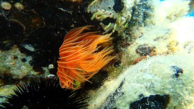 Polychaeta (Protula tubularia) denizaltı, Ege Denizi, Yunanistan, Halkidiki