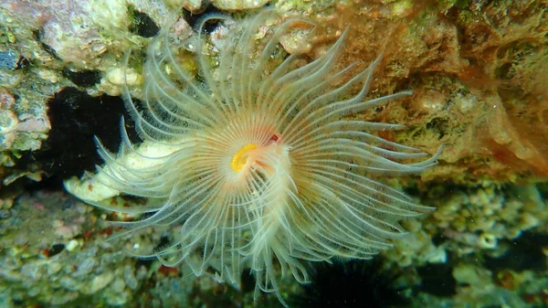 Polychaeta Protula Tubularia Undersea Aegean Sea Greece Halkidiki — 图库照片
