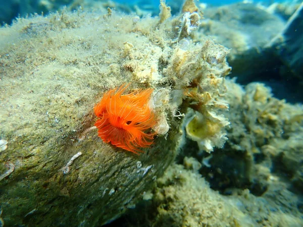 Polychaeta Protula Tubularia Podmorska Morze Egejskie Grecja Halkidiki — Zdjęcie stockowe