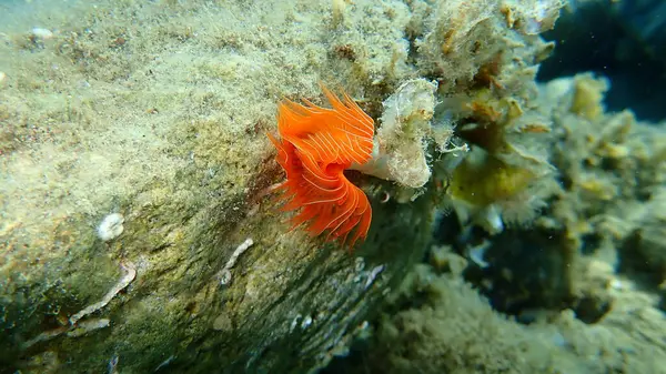 Polychaeta Protula Tubularia Undersea Aegean Sea Greece Halkidiki — Stock Photo, Image