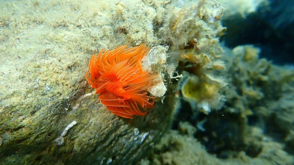 Polychaeta Catorula Tubularia Undersea Aegean Sea Greece Halkidiki — 스톡 사진