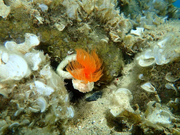 Polychaeta Protula Tubularia Podmorska Morze Egejskie Grecja Halkidiki — Zdjęcie stockowe