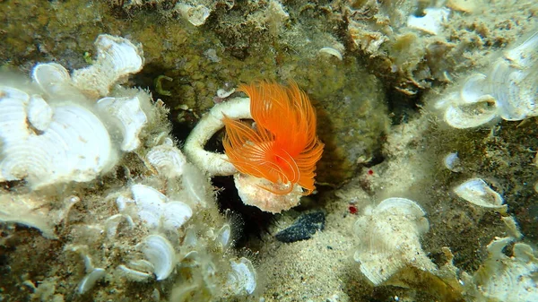 Polychaeta Protula Tubularia Unterwasser Ägäis Griechenland Chalkidiki — Stockfoto