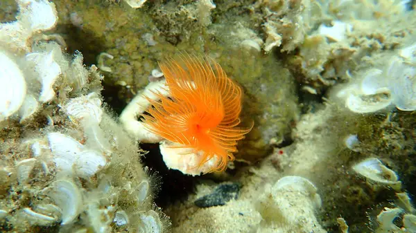 Polychaeta Protula Tubularia Podmorska Morze Egejskie Grecja Halkidiki — Zdjęcie stockowe