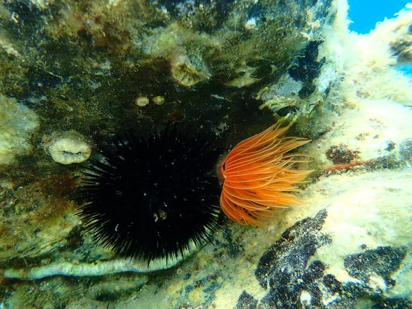 Polychaeta Protula Tubularia Tenger Alatt Égei Tenger Görögország Halkidiki — Stock Fotó