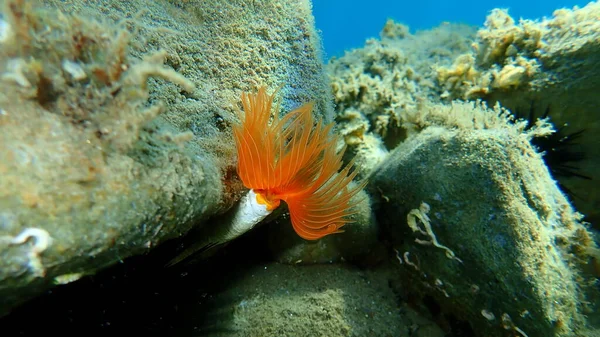 Polychaeta Protula Tubularia Undersea Aegean Sea Greece Halkidiki — Stock Photo, Image