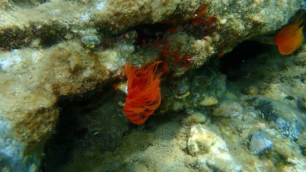 Polychaeta Catorula Tubularia Undersea Aegean Sea Greece Halkidiki — 스톡 사진