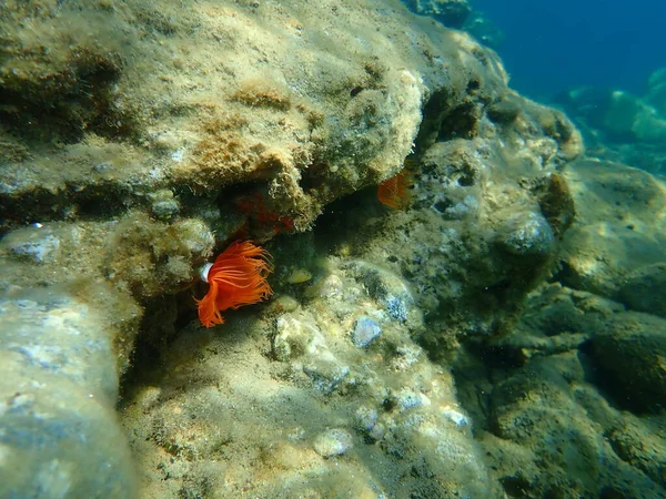 Polychaeta Protula Tubularia Tenger Alatt Égei Tenger Görögország Halkidiki — Stock Fotó