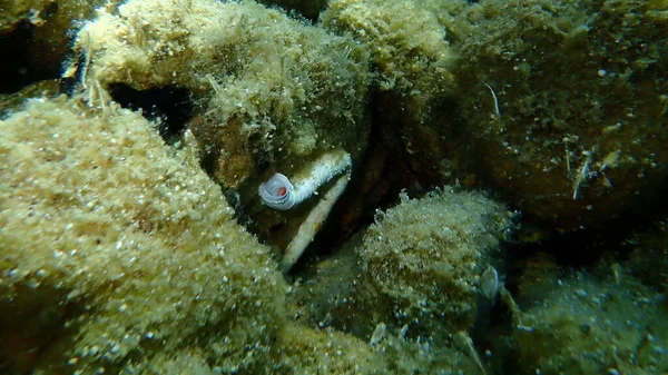 Polychaeta Fermée Protula Tubularia Sous Marine Mer Égée Grèce Halkidiki — Photo