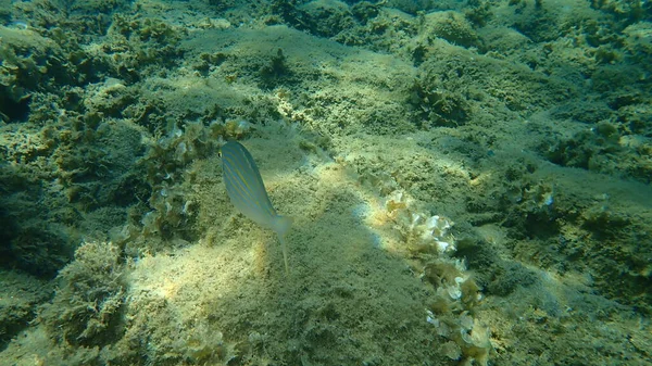 Salema Porgy Sarpa Salpa Submarino Mar Egeu Grécia Halkidiki — Fotografia de Stock