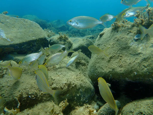 Salema Porgy Sarpa Salpa Undersea Aegean Sea Greece Halkidiki — Stock Photo, Image