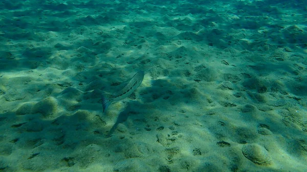 Spotted Weever Trachinus Araneus Undersea Aegean Sea Greece Halkidiki — Stock Photo, Image