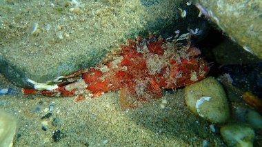 Kara Akrep Balığı (Scorpaena porcus) deniz altı, Ege Denizi, Yunanistan, Halkidiki