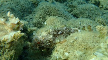 Kara Akrep Balığı (Scorpaena porcus) deniz altı, Ege Denizi, Yunanistan, Halkidiki