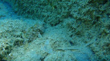 Kızıl akrep balığı (Scorpaena scrofa), büyük ölçekli akrep balığı, deniz altı akrep balığı, Ege Denizi, Yunanistan, Halkidiki