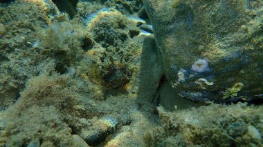 Kızıl akrep balığı (Scorpaena scrofa), büyük ölçekli akrep balığı, deniz altı akrep balığı, Ege Denizi, Yunanistan, Halkidiki