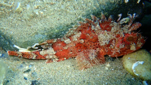 Kara Akrep Balığı (Scorpaena porcus) deniz altı, Ege Denizi, Yunanistan, Halkidiki