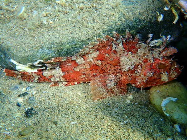 Schwarzer Skorpionfisch Scorpaena Porcus Unter Wasser Ägäis Griechenland Chalkidiki — Stockfoto