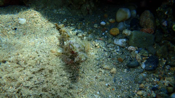 Scorfano Nero Scorpaena Porcus Sottomarino Mar Egeo Grecia Calcidica — Foto Stock