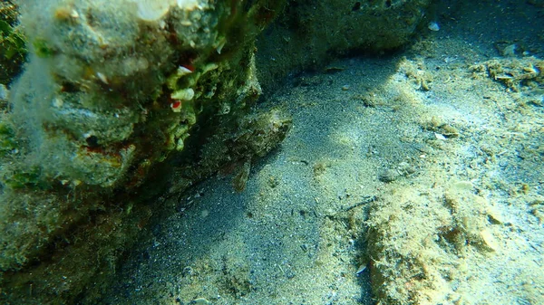 Pez Escorpión Negro Scorpaena Porcus Bajo Mar Mar Egeo Grecia —  Fotos de Stock