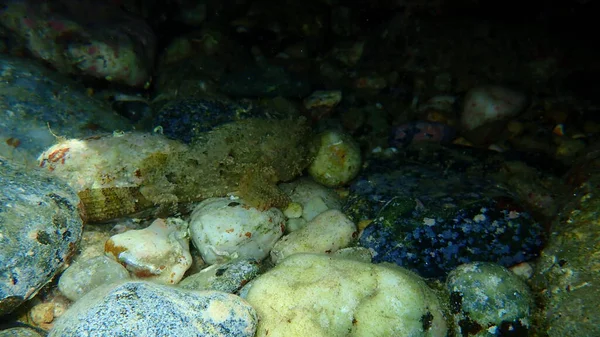 Scorfano Nero Scorpaena Porcus Sottomarino Mar Egeo Grecia Calcidica — Foto Stock