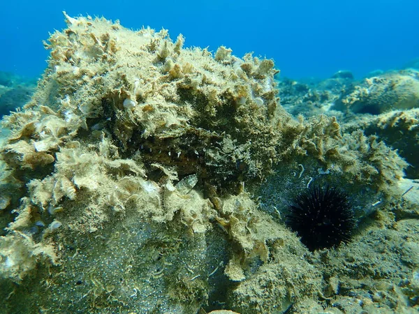 Peixe Escorpião Preto Scorpaena Porcus Submarino Mar Egeu Grécia Halkidiki — Fotografia de Stock