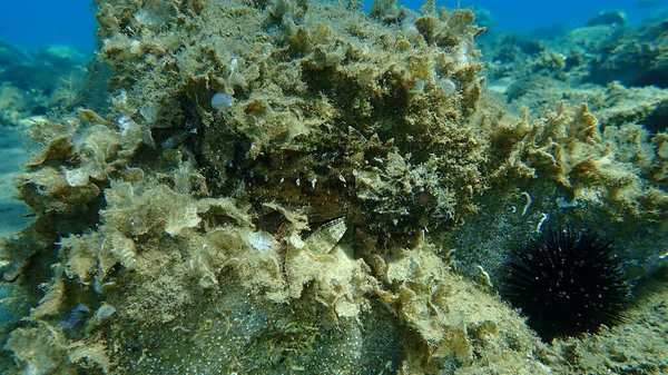 Pez Escorpión Negro Scorpaena Porcus Bajo Mar Mar Egeo Grecia —  Fotos de Stock