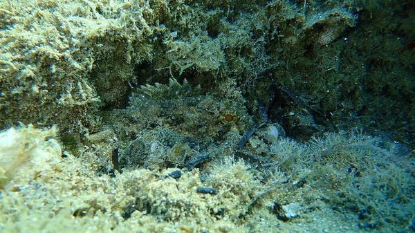 Kara Akrep Balığı Scorpaena Porcus Deniz Altı Ege Denizi Yunanistan — Stok fotoğraf