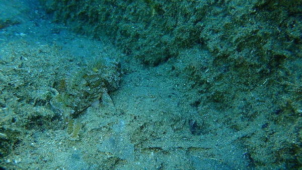 Peixe Escorpião Preto Scorpaena Porcus Submarino Mar Egeu Grécia Halkidiki — Fotografia de Stock