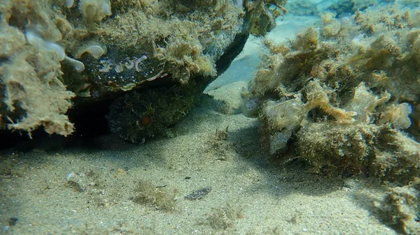 Kara Akrep Balığı (Scorpaena porcus) deniz altı, Ege Denizi, Yunanistan, Halkidiki