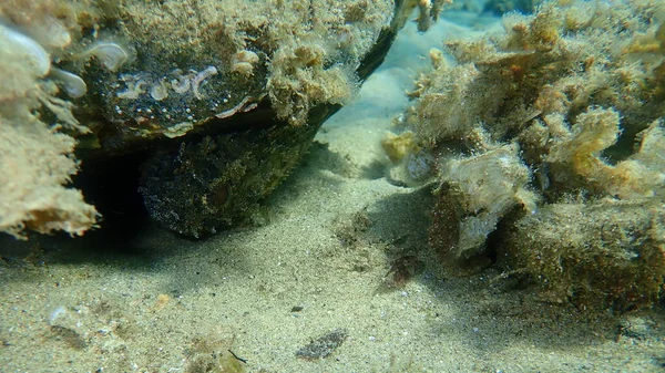 Kara Akrep Balığı (Scorpaena porcus) deniz altı, Ege Denizi, Yunanistan, Halkidiki
