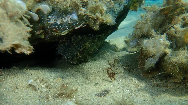 Чорна Скорпіонна Риба Scorpaena Porcus Під Водою Егейське Море Греція — стокове фото