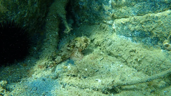 Pez Escorpión Negro Scorpaena Porcus Bajo Mar Mar Egeo Grecia —  Fotos de Stock